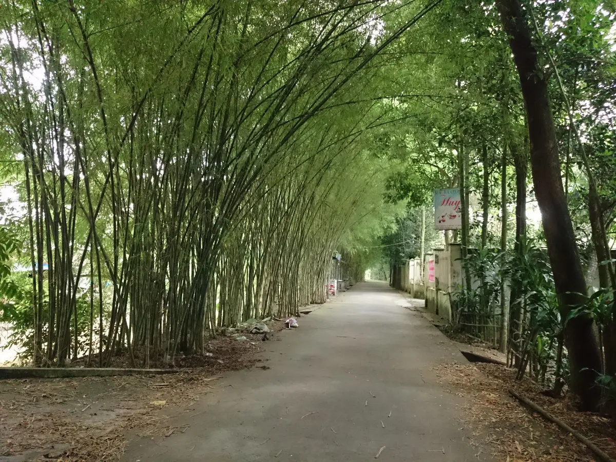 Dense green Vietnamese jungle and bamboo canopy above the Cu Chi tunnel network